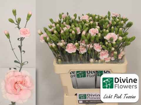 Срезанные цветы оптом Dianthus sp star light pink tessino от 60шт из Голландии с доставкой по России