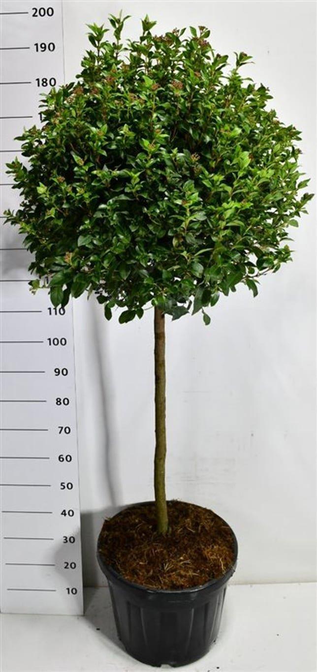 Горшечные цветы и растения оптом Viburnum Tin Eve Price On Stem от 1шт из Голландии с доставкой по России