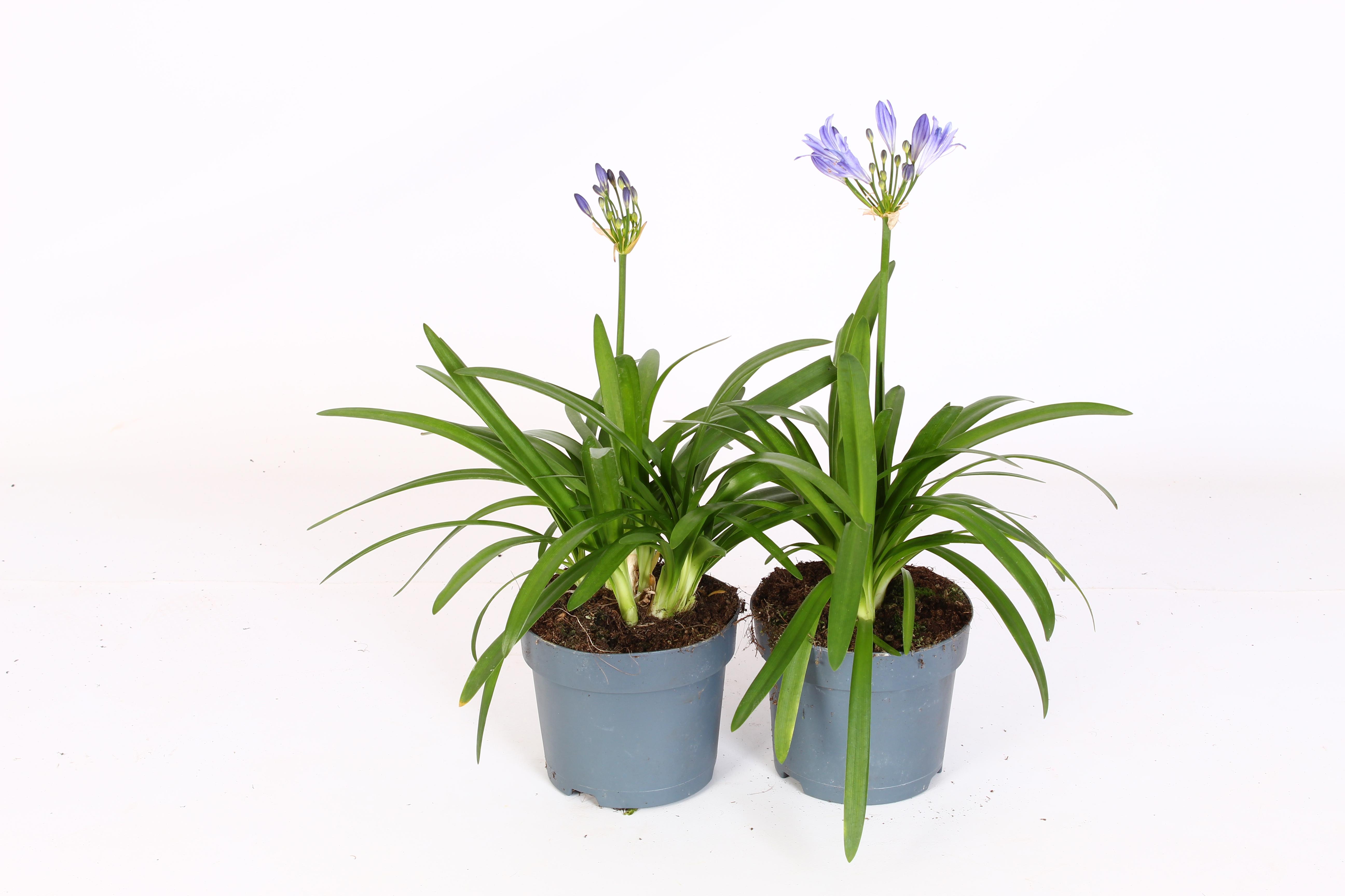 Горшечные цветы и растения оптом Agapanthus Charlotte Blauw. Pot 12 Cm Knoppen Bove от 8шт из Голландии с доставкой по России