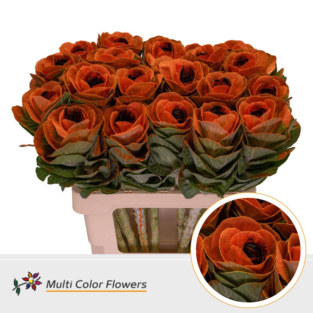 Срезанные цветы оптом Brassica paint orange + black eye от 30шт из Голландии с доставкой по России