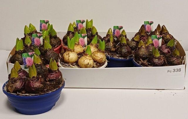 Горшечные цветы и растения оптом Hyacin Gem 3 Kl от 7шт из Голландии с доставкой по России