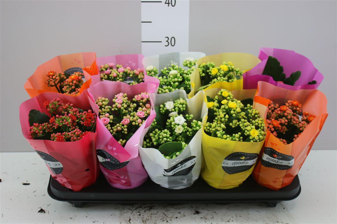 Горшечные цветы и растения оптом Kalanchoe Calandiva Mix от 10шт из Голландии с доставкой по России