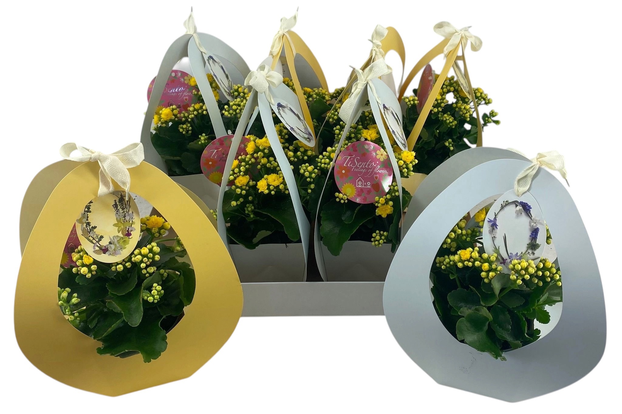 Горшечные цветы и растения оптом Kal Ge Gem 2 Kl от 8шт из Голландии с доставкой по России