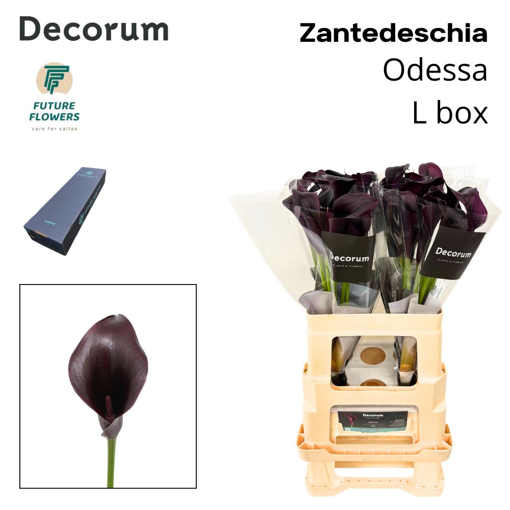 Срезанные цветы оптом Zantedeschia odessa от 160шт из Голландии с доставкой по России