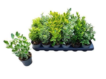 Горшечные цветы и растения оптом Euonymus Jap Gem от 18шт (для телеги) из Голландии с доставкой по России