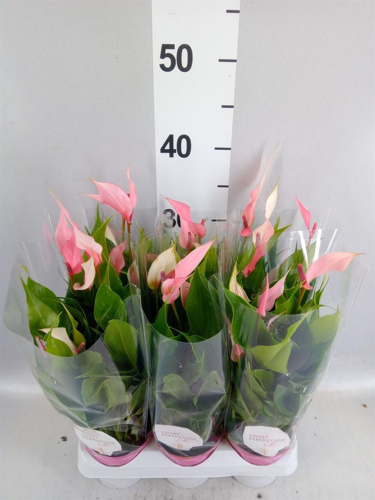 Горшечные цветы и растения оптом Anthurium Andr. lilli от 6шт (для телеги) из Голландии с доставкой по России