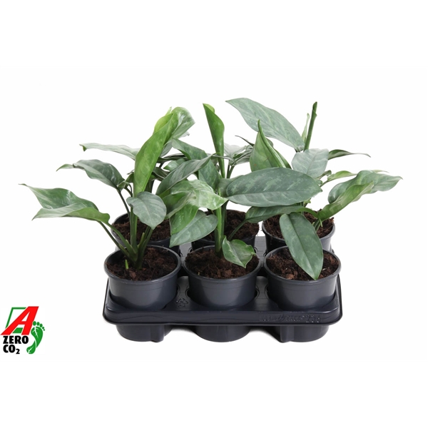 Горшечные цветы и растения оптом Aglaonema Grey от 6шт из Голландии с доставкой по России