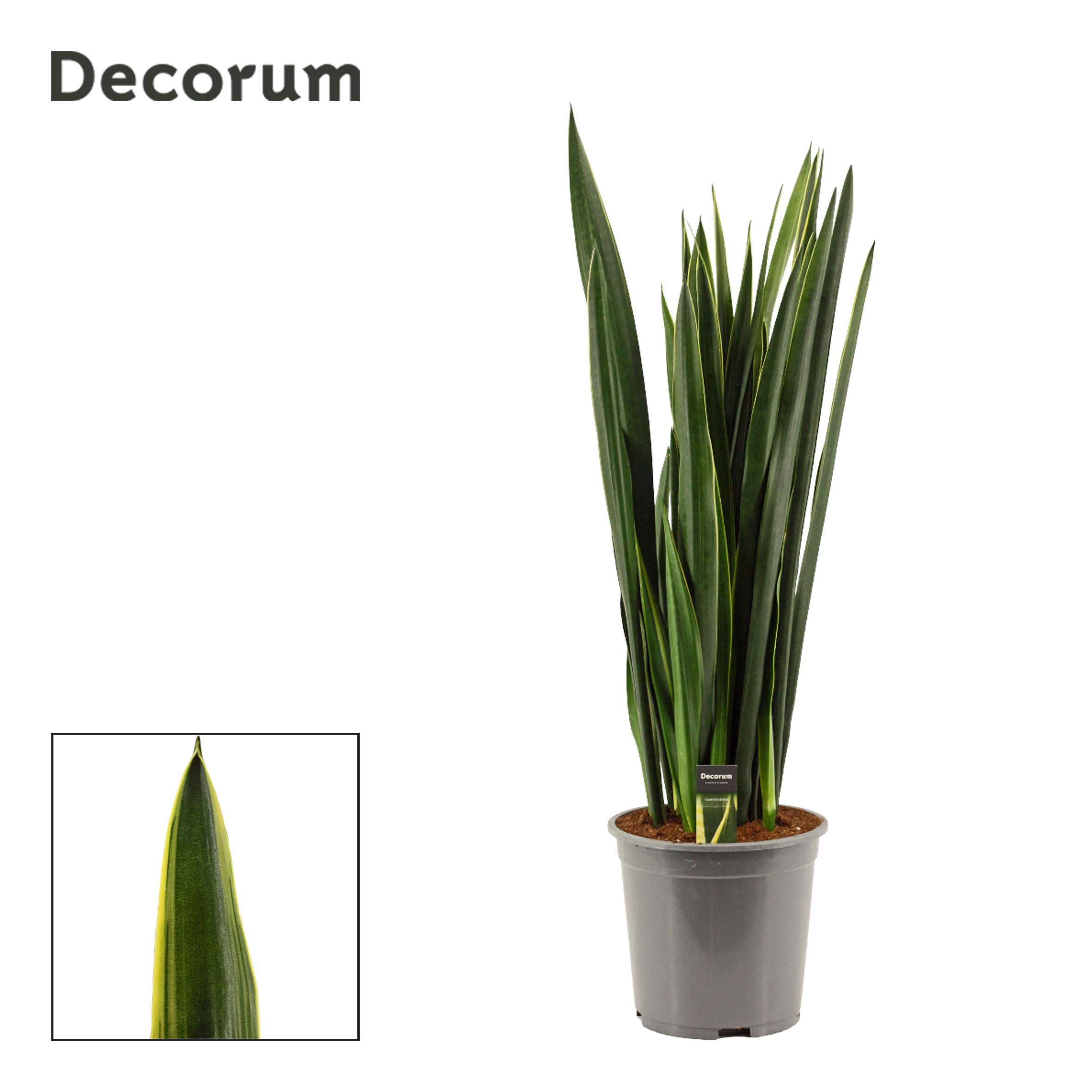 Горшечные цветы и растения оптом Sansevieria Black Coral Gold Edge 27 Cm (decorum) от 1шт из Голландии с доставкой по России