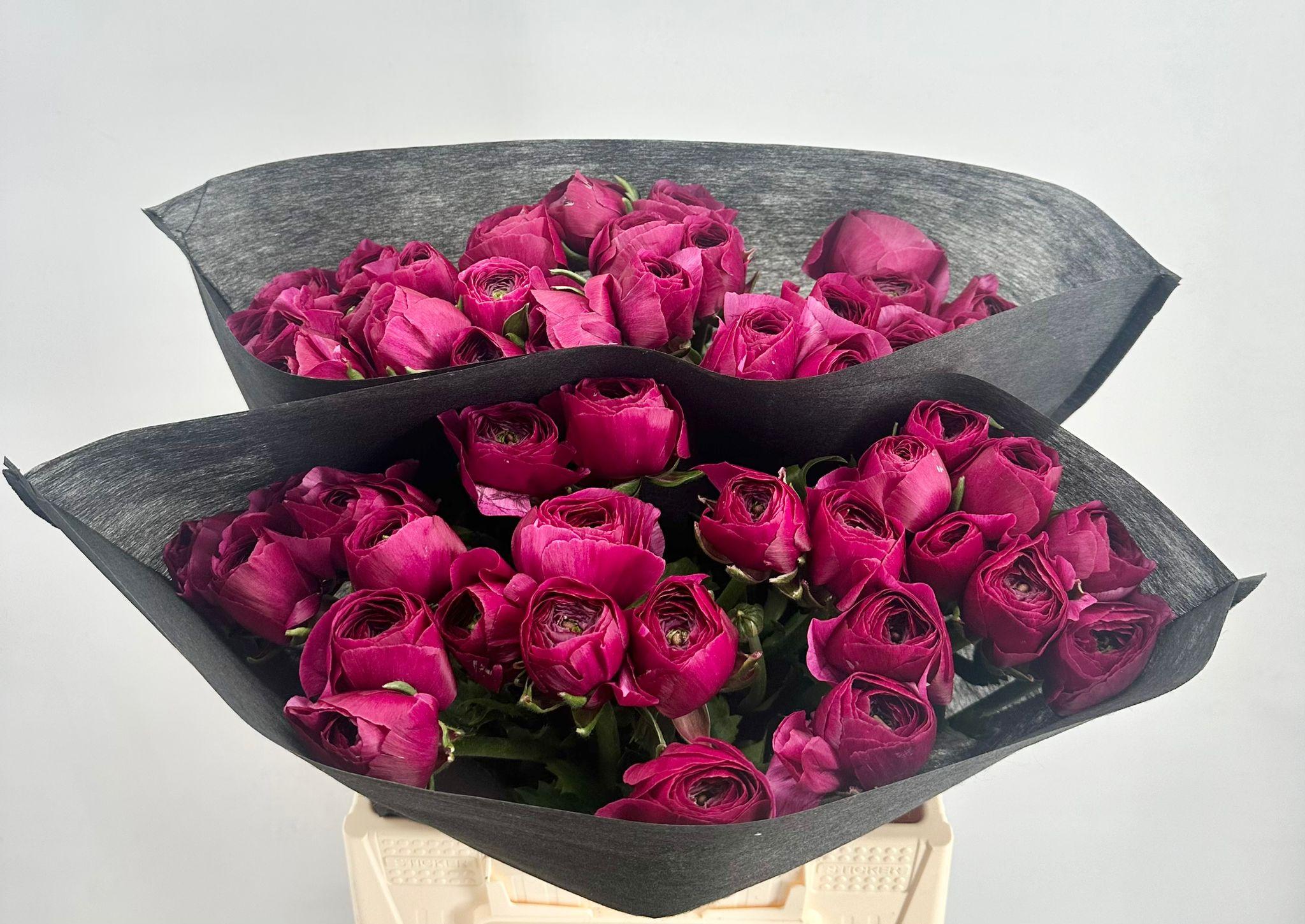 Срезанные цветы оптом Ranunculus clooney sherry от 50шт из Голландии с доставкой по России