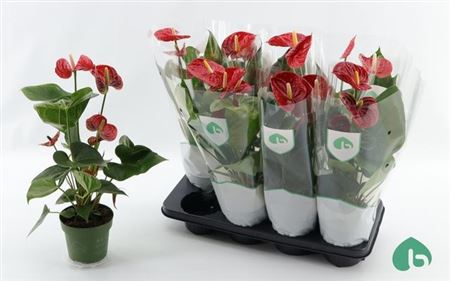 Горшечные цветы и растения оптом Anthu An Madural 4-5+ от 8шт из Голландии с доставкой по России