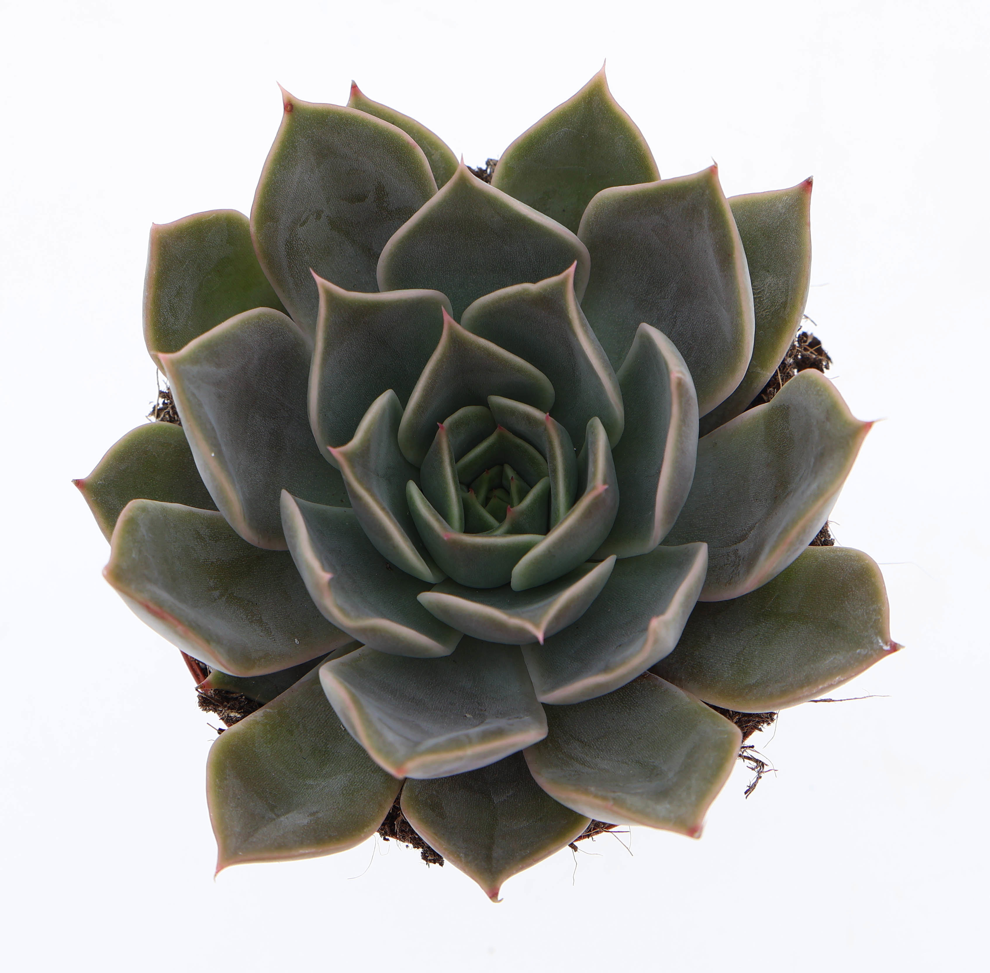 Горшечные цветы и растения оптом Echeveria Starlight от 12шт (для телеги) из Голландии с доставкой по России