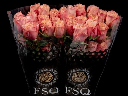 Срезанные цветы оптом Rosa ec baru от 40шт. из Голландии с доставкой по России