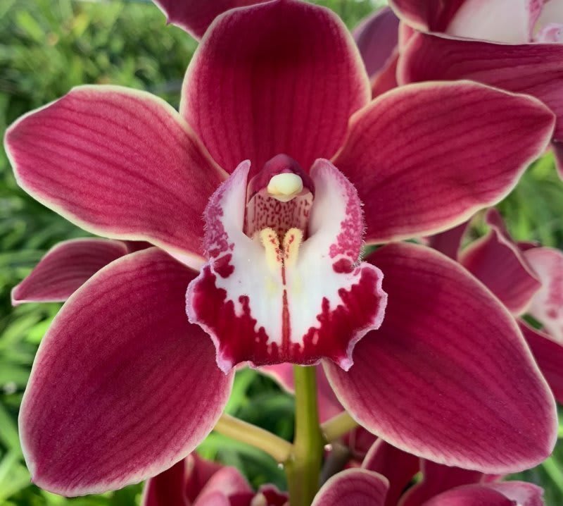 Срезанные цветы оптом Cymbidium red velvet henriette от 2шт из Голландии с доставкой по России