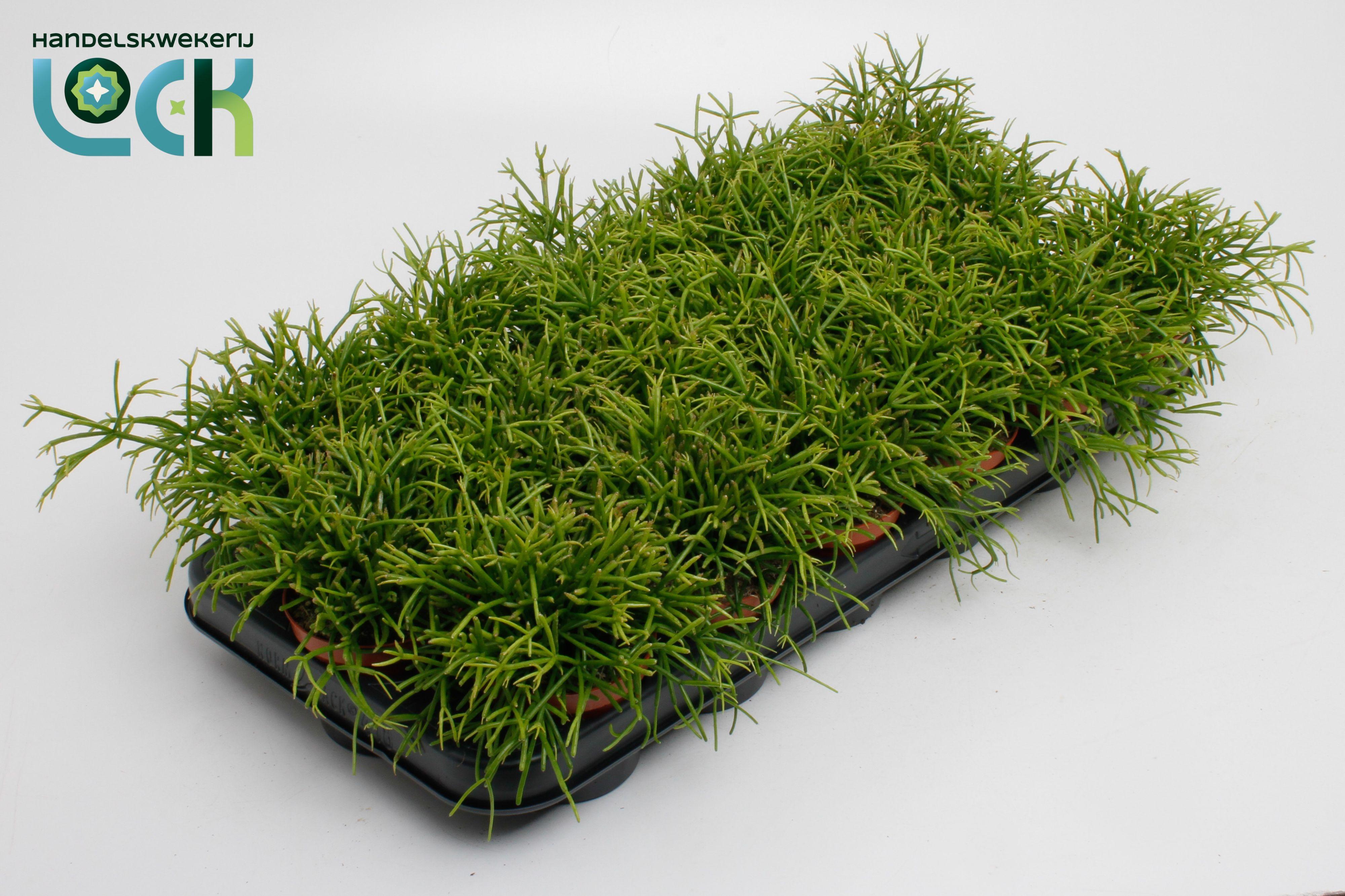 Горшечные цветы и растения оптом Rhipsalis Baccifera Oasis от 18шт (для телеги) из Голландии с доставкой по России
