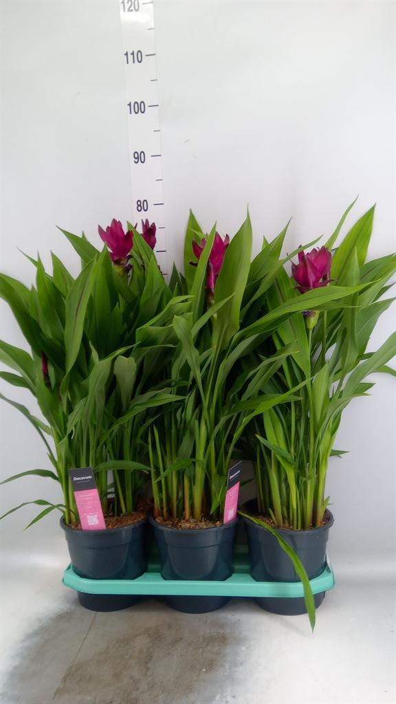 Горшечные цветы и растения оптом Curcuma ... от 3шт из Голландии с доставкой по России Горшечные цветы и растения оптом Curcuma ... от 3шт из Голландии с доставкой по России