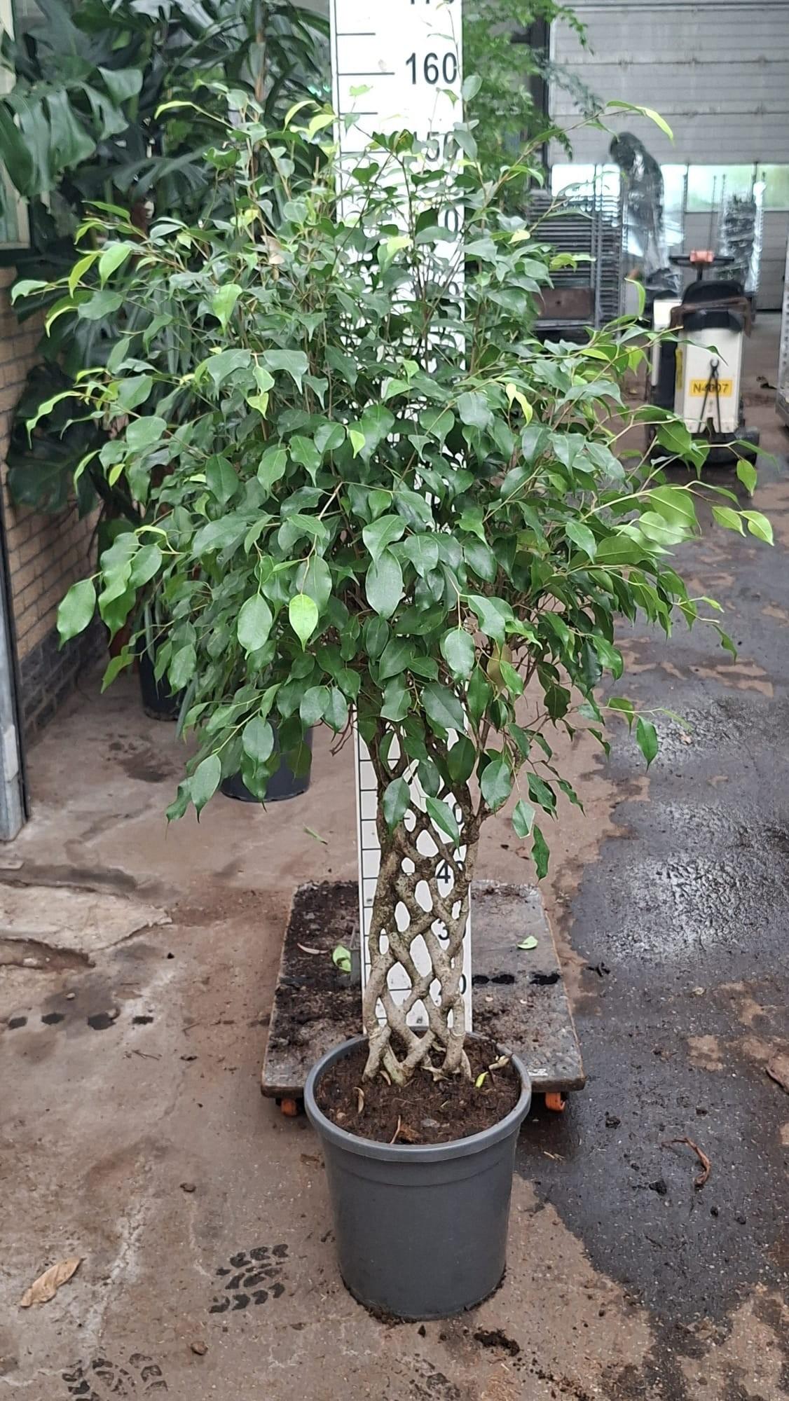 Горшечные цветы и растения оптом Ficus Exotica Matje 150 от 1шт из Голландии с доставкой по России