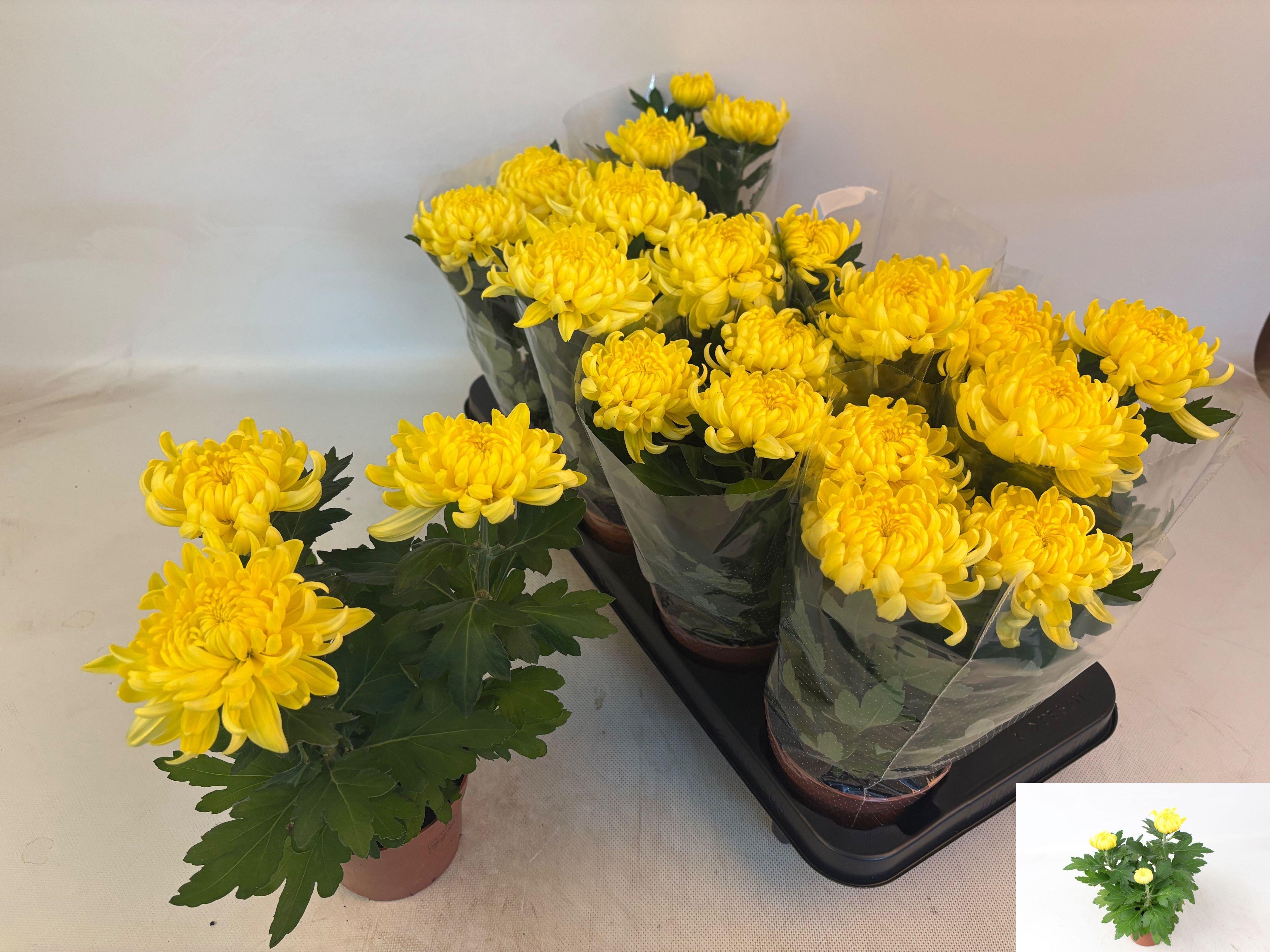 Горшечные цветы и растения оптом Chrys Cosmo Yellow от 8шт из Голландии с доставкой по России
