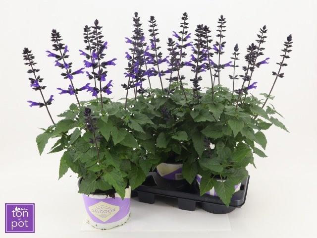 Горшечные цветы и растения оптом Salvia Lake Blueberr от 3шт из Голландии с доставкой по России