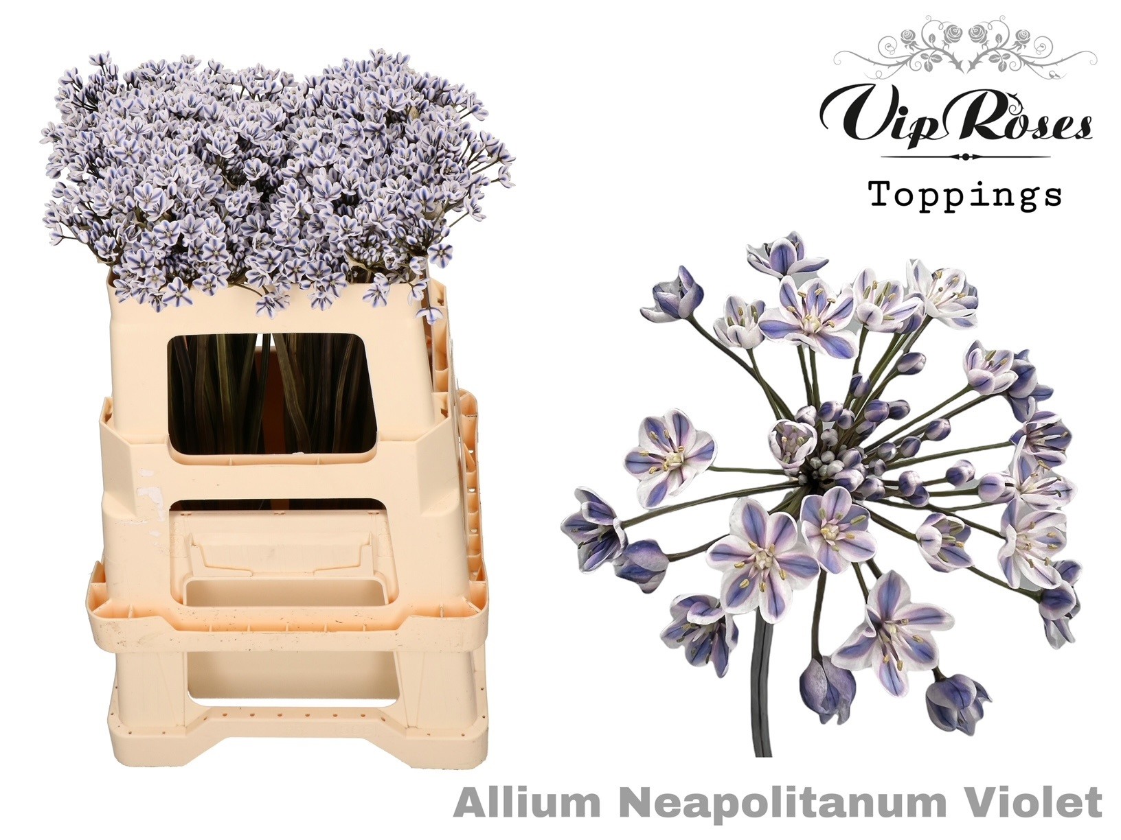 Срезанные цветы оптом Allium paint neopolitanum violet от 60шт из Голландии с доставкой по России