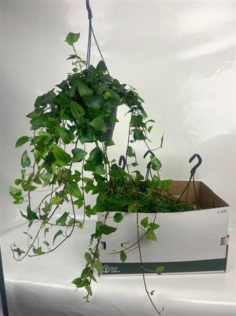 Горшечные цветы и растения оптом Hed He Mein Herz от 4шт из Голландии с доставкой по России