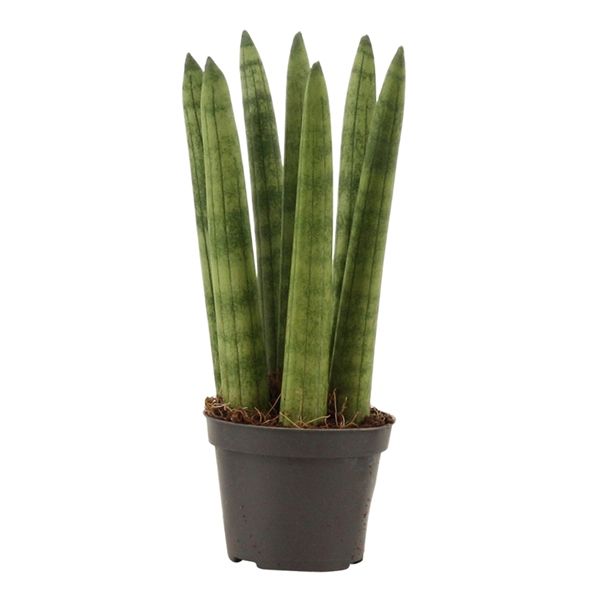 Горшечные цветы и растения оптом Sansevieria Cylindrica Straight от 14шт из Голландии с доставкой по России