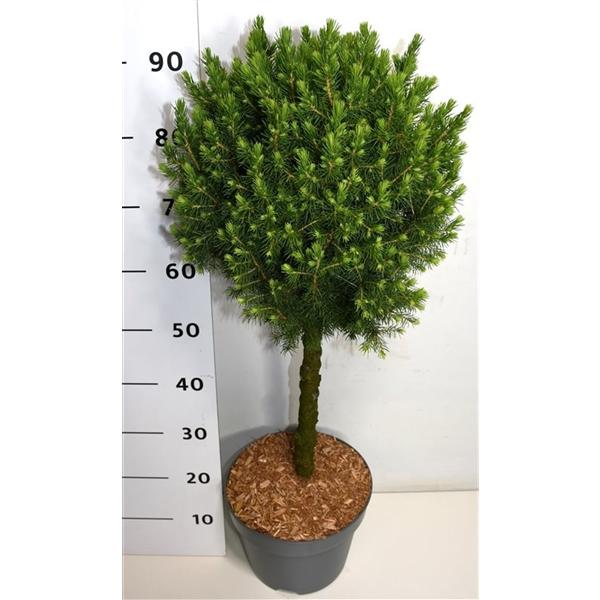 Горшечные цветы и растения оптом Picea Gluaca Conica On Stem от 1шт из Голландии с доставкой по России