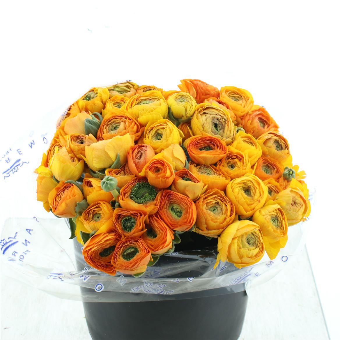 Срезанные цветы оптом Ranunculus success lambada от 50шт из Голландии с доставкой по России