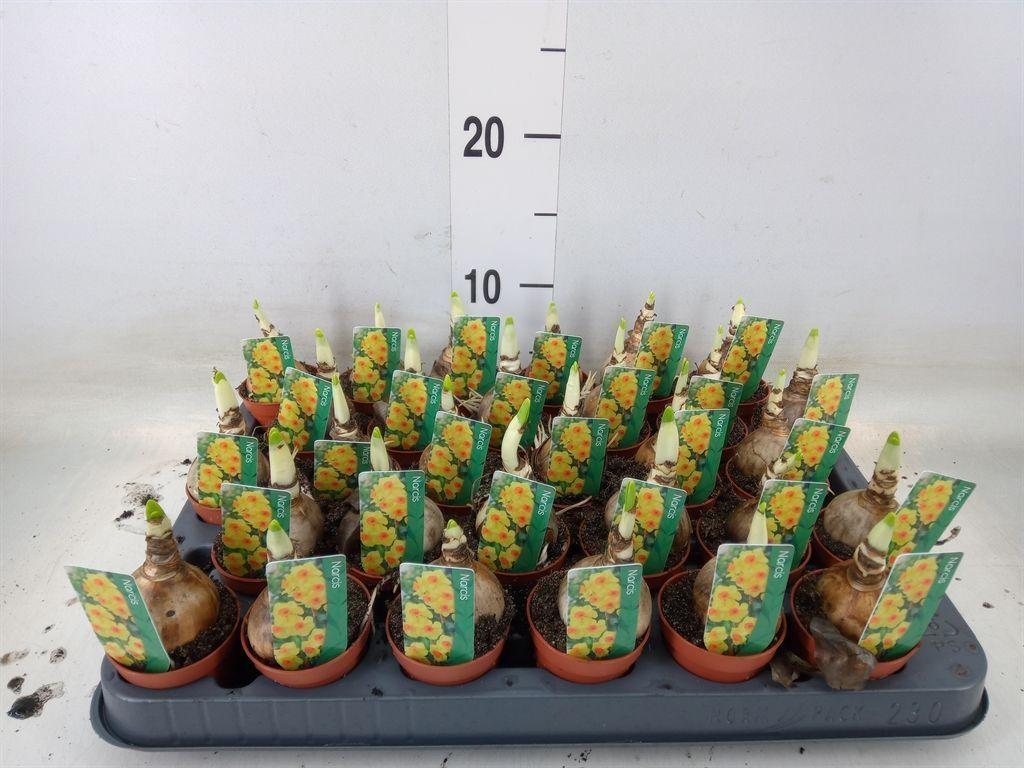 Горшечные цветы и растения оптом Narcissus ... от 30шт (для телеги) из Голландии с доставкой по России Горшечные цветы и растения оптом Narcissus ... от 30шт (для телеги) из Голландии с доставкой по России