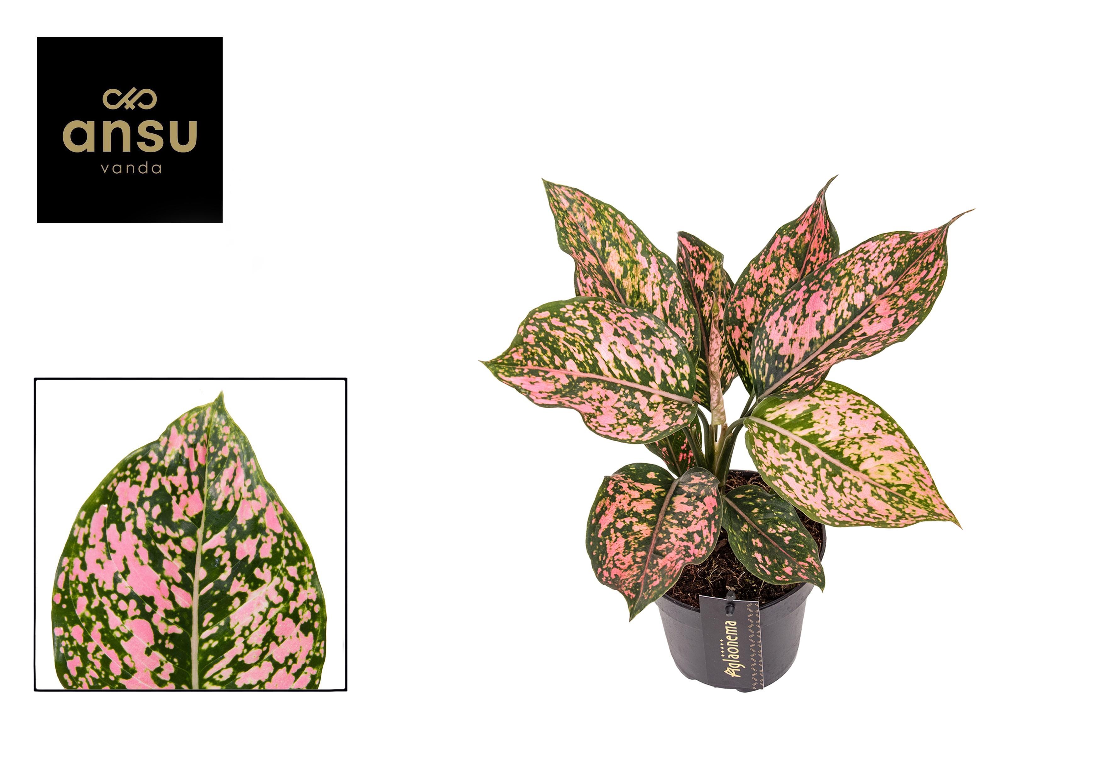 Горшечные цветы и растения оптом Aglaonema Pink Leopard от 6шт из Голландии с доставкой по России