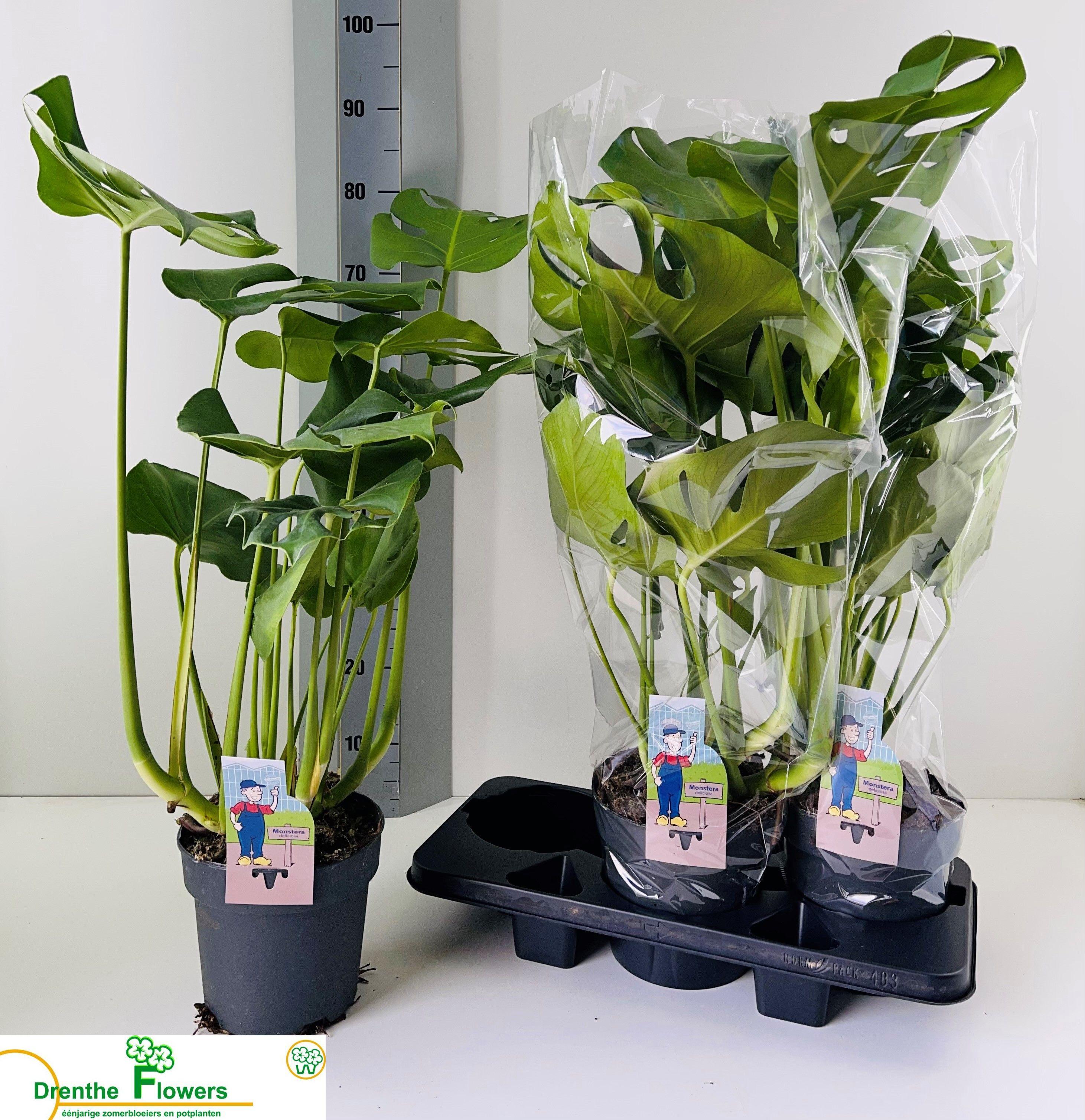 Горшечные цветы и растения оптом Monstera Deliciosa от 3шт из Голландии с доставкой по России