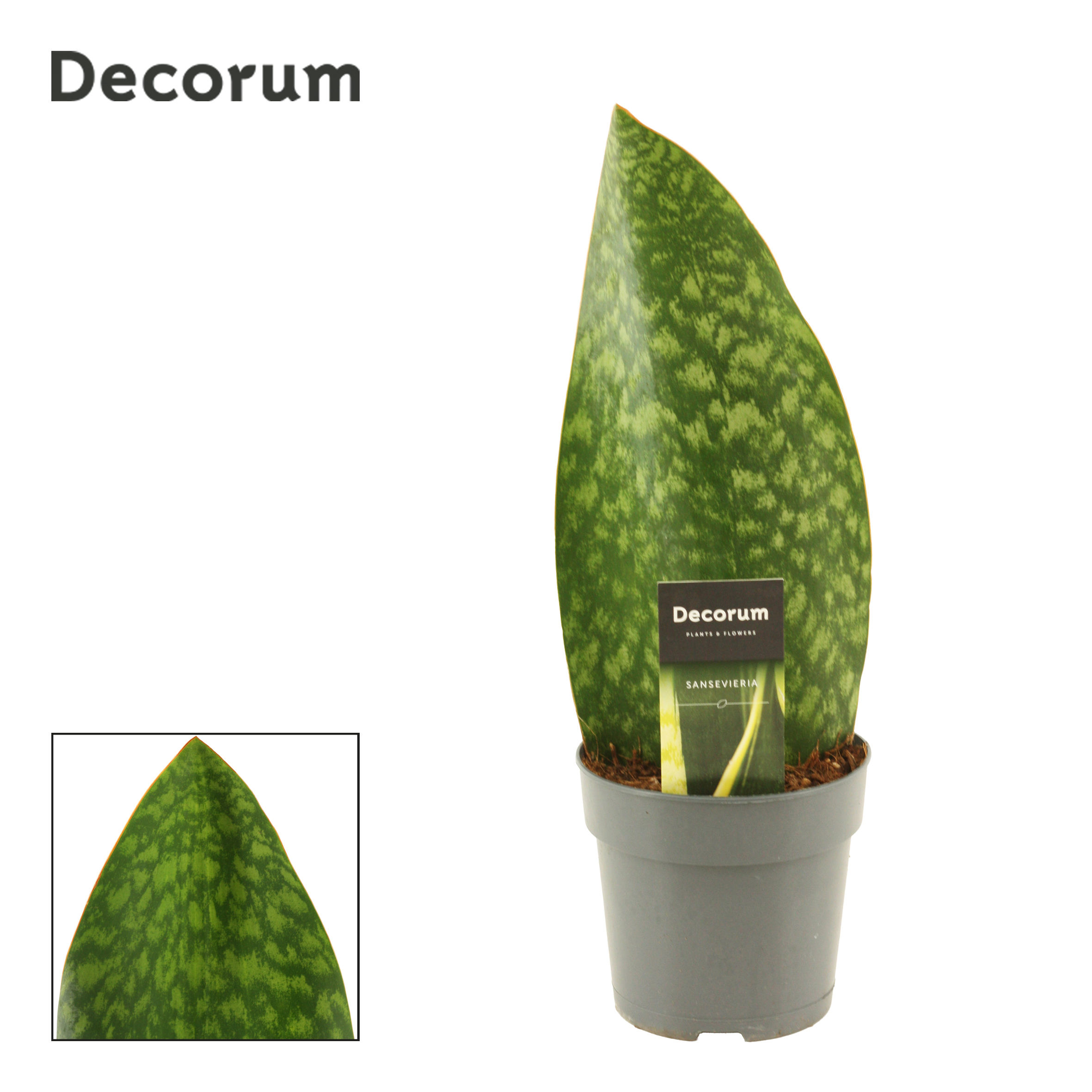 Горшечные цветы и растения оптом Sansevieria Masoniana Green (decorum) от 10шт из Голландии с доставкой по России