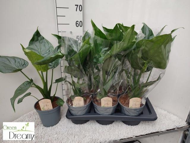 Горшечные цветы и растения оптом Aloc Cucullata от 6шт (для телеги) из Голландии с доставкой по России