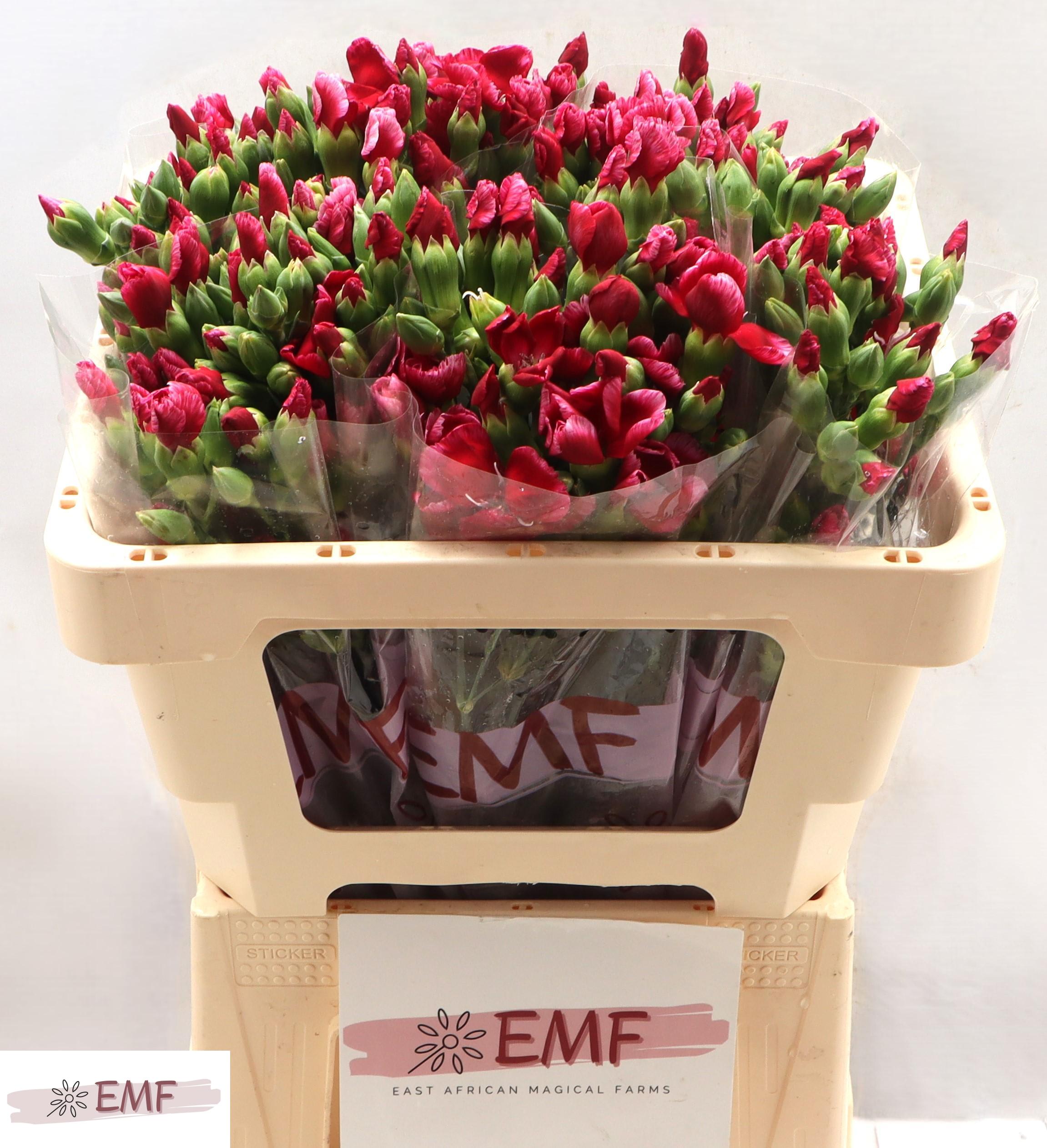 Срезанные цветы оптом Dianthus sp solomio sem от 60шт из Голландии с доставкой по России