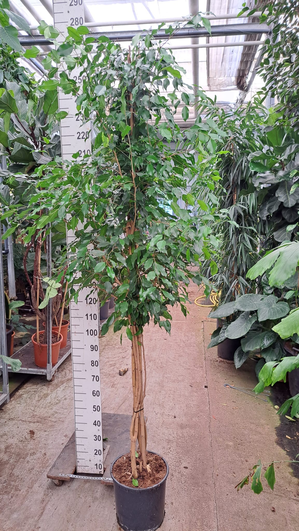 Горшечные цветы и растения оптом Ficus Be Exotica On Multistam от 1шт из Голландии с доставкой по России