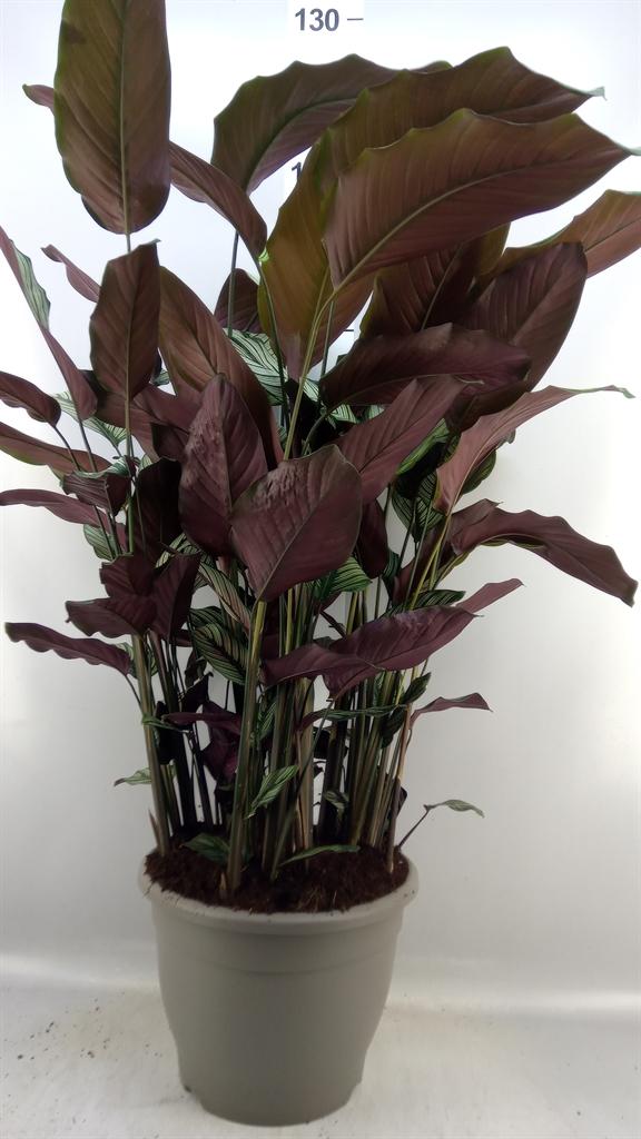Горшечные цветы и растения оптом Calathea Majestica whitestar от 1шт из Голландии с доставкой по России