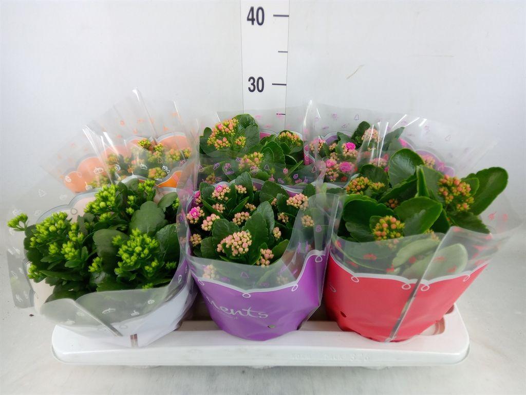 Горшечные цветы и растения оптом Kalanchoe Blos.   ..rosebud Mix  5 от 6шт из Голландии с доставкой по России