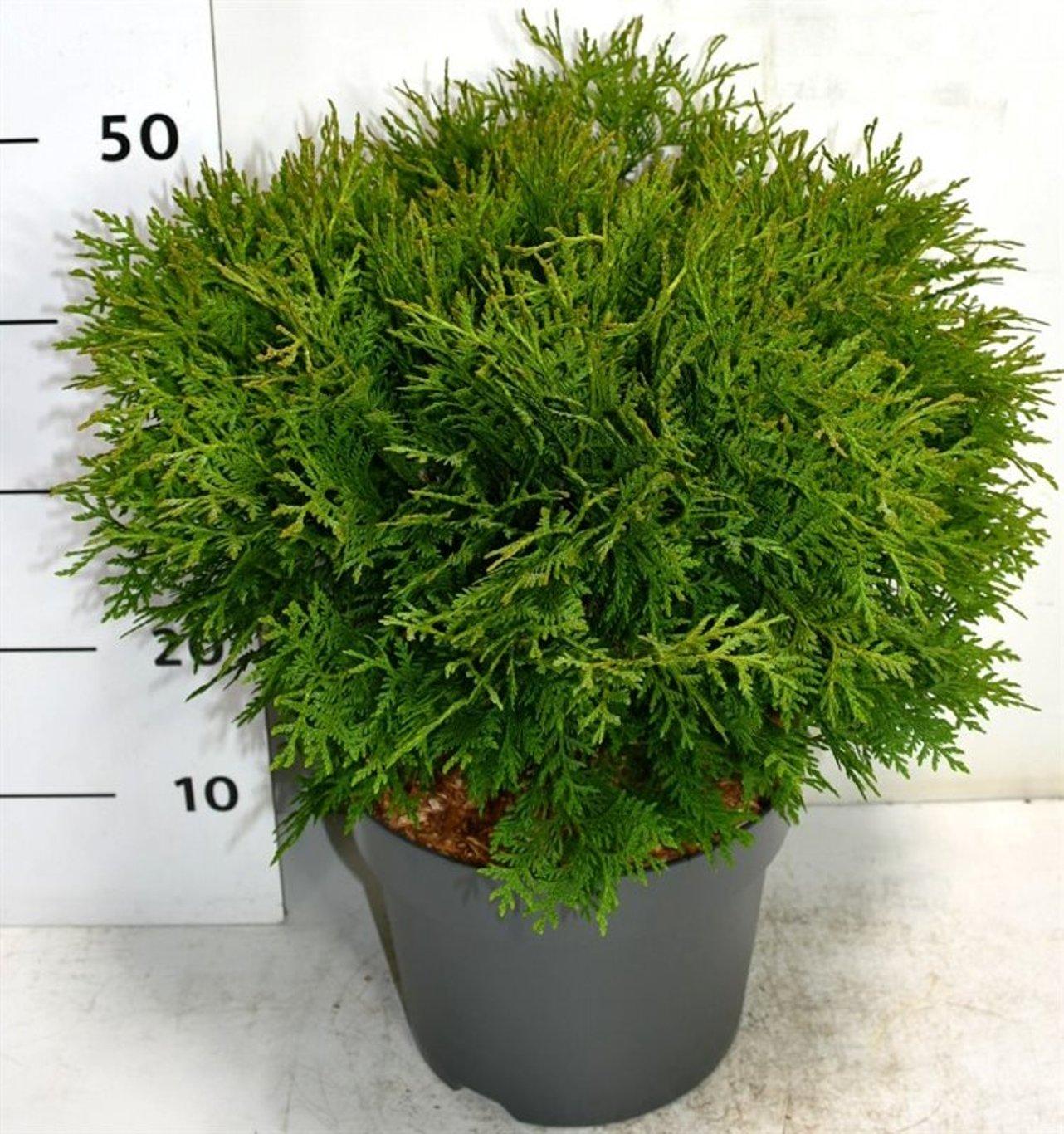 Горшечные цветы и растения оптом Thuja Occ Woodwardii от 1шт из Голландии с доставкой по России