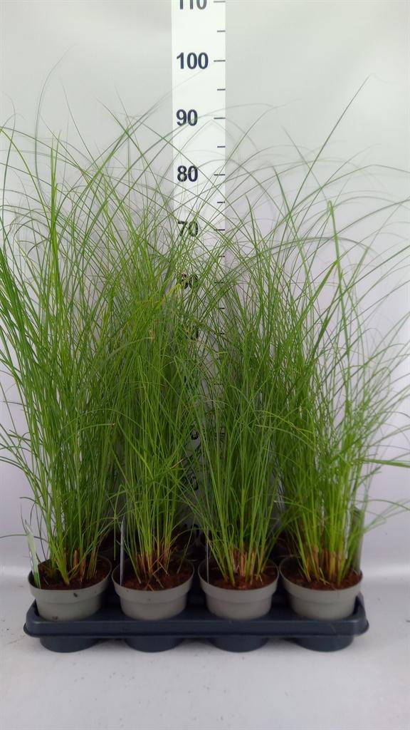 Горшечные цветы и растения оптом Miscanthus Sin. gracillimus от 8шт из Голландии с доставкой по России