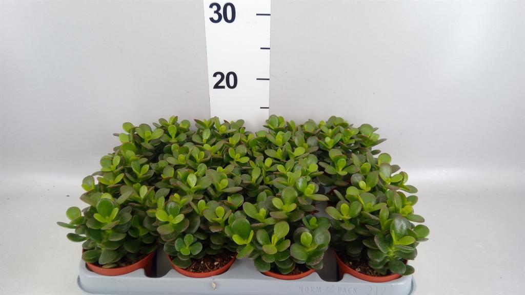 Горшечные цветы и растения оптом Crassula Ovata minor от 12шт (для телеги) из Голландии с доставкой по России