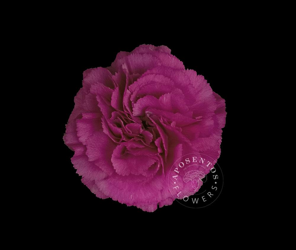 Срезанные цветы оптом Dianthus st haiku от 240шт из Голландии с доставкой по России