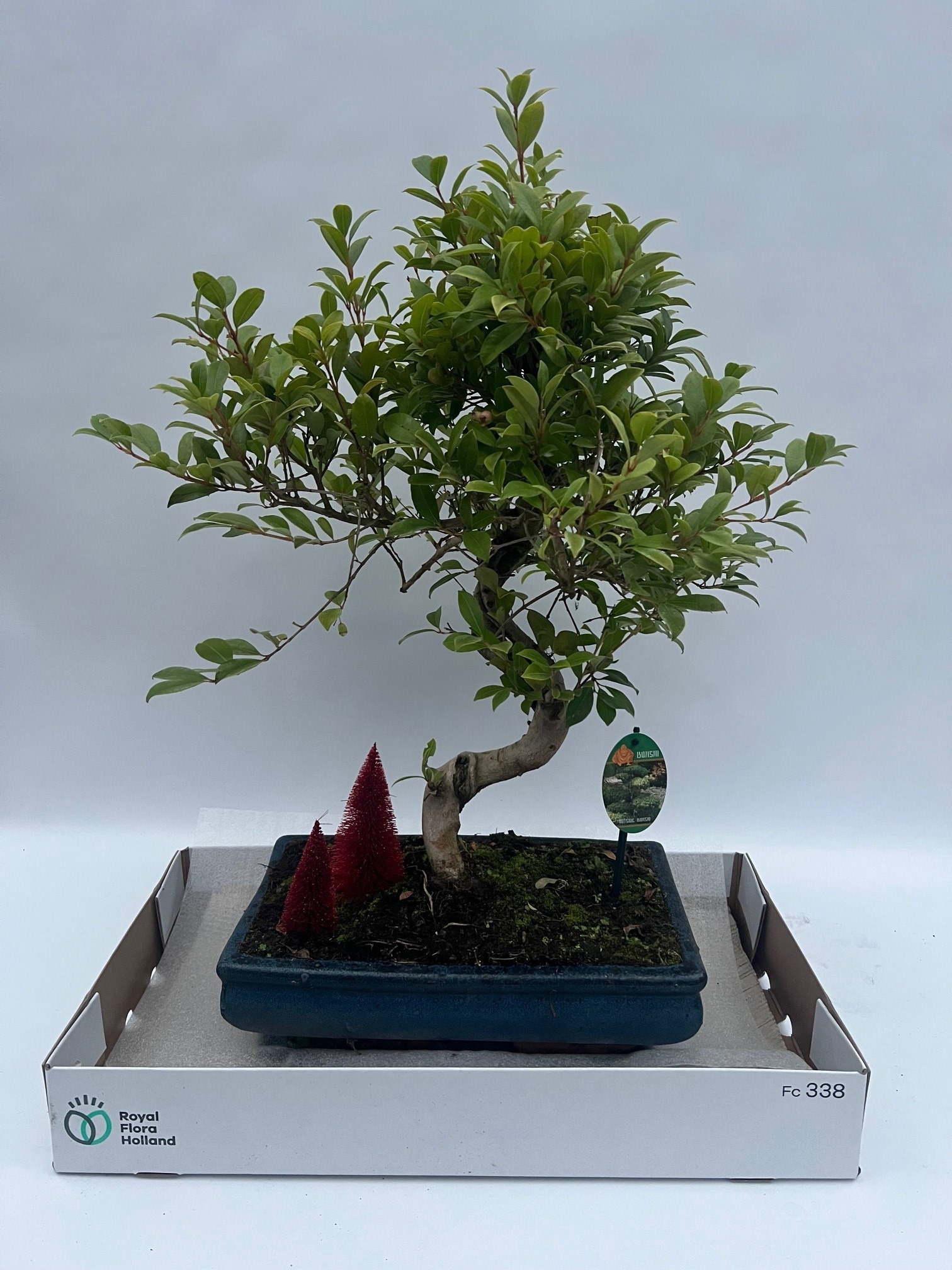 Горшечные цветы и растения оптом Eugenia Uniflora от 1шт из Голландии с доставкой по России