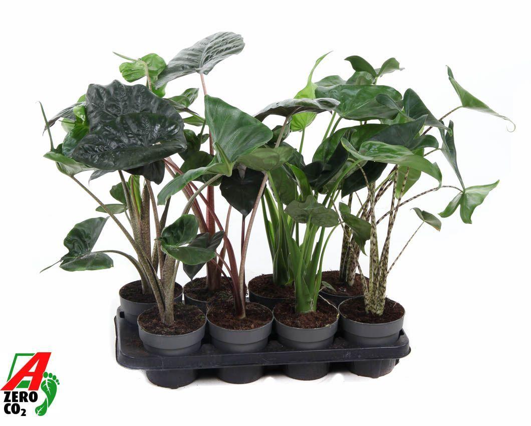 Горшечные цветы и растения оптом Alocasia Mix от 8шт (для телеги) из Голландии с доставкой по России