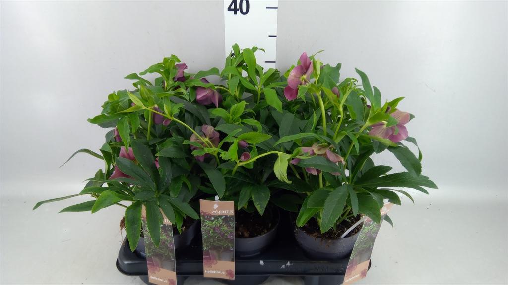 Горшечные цветы и растения оптом Helleborus Ori. от 6шт из Голландии с доставкой по России