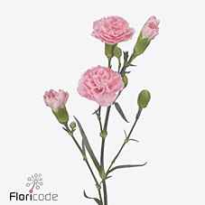 Срезанные цветы оптом Dianthus sp rosadita от 60шт из Голландии с доставкой по России