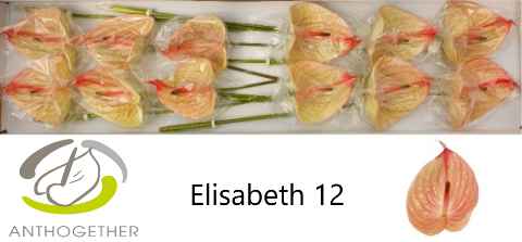 Срезанные цветы оптом Anthurium elisabeth imp от 12шт из Голландии с доставкой по России