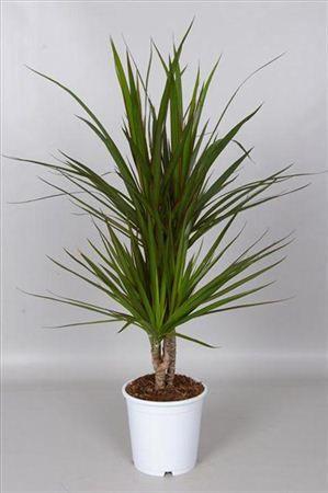 Горшечные цветы и растения оптом Drac Marginata 60-30-15 от 1шт из Голландии с доставкой по России