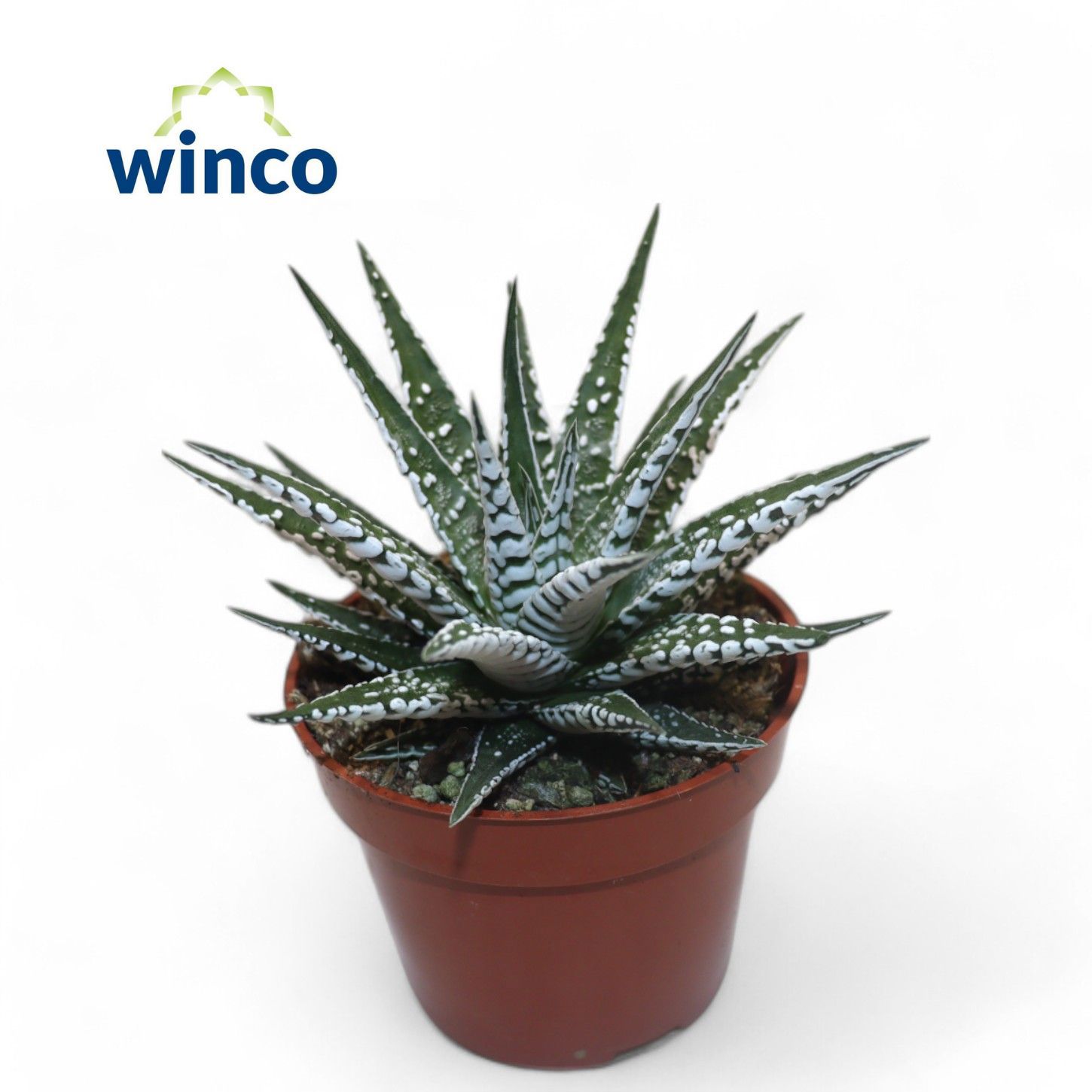 Горшечные цветы и растения оптом Haworthia Alba от 18шт (для телеги) из Голландии с доставкой по России