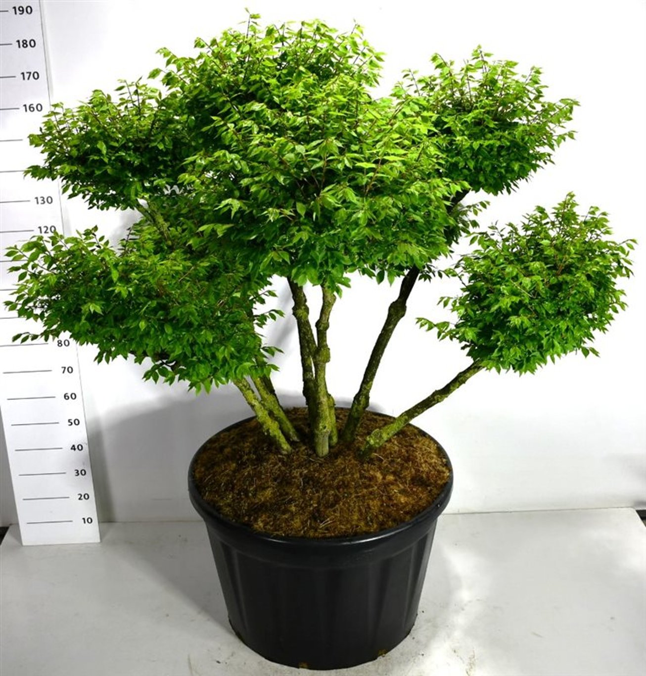 Горшечные цветы и растения оптом Euonymus Alat Compactus от 1шт из Голландии с доставкой по России Горшечные цветы и растения оптом Euonymus Alat Compactus от 1шт из Голландии с доставкой по России