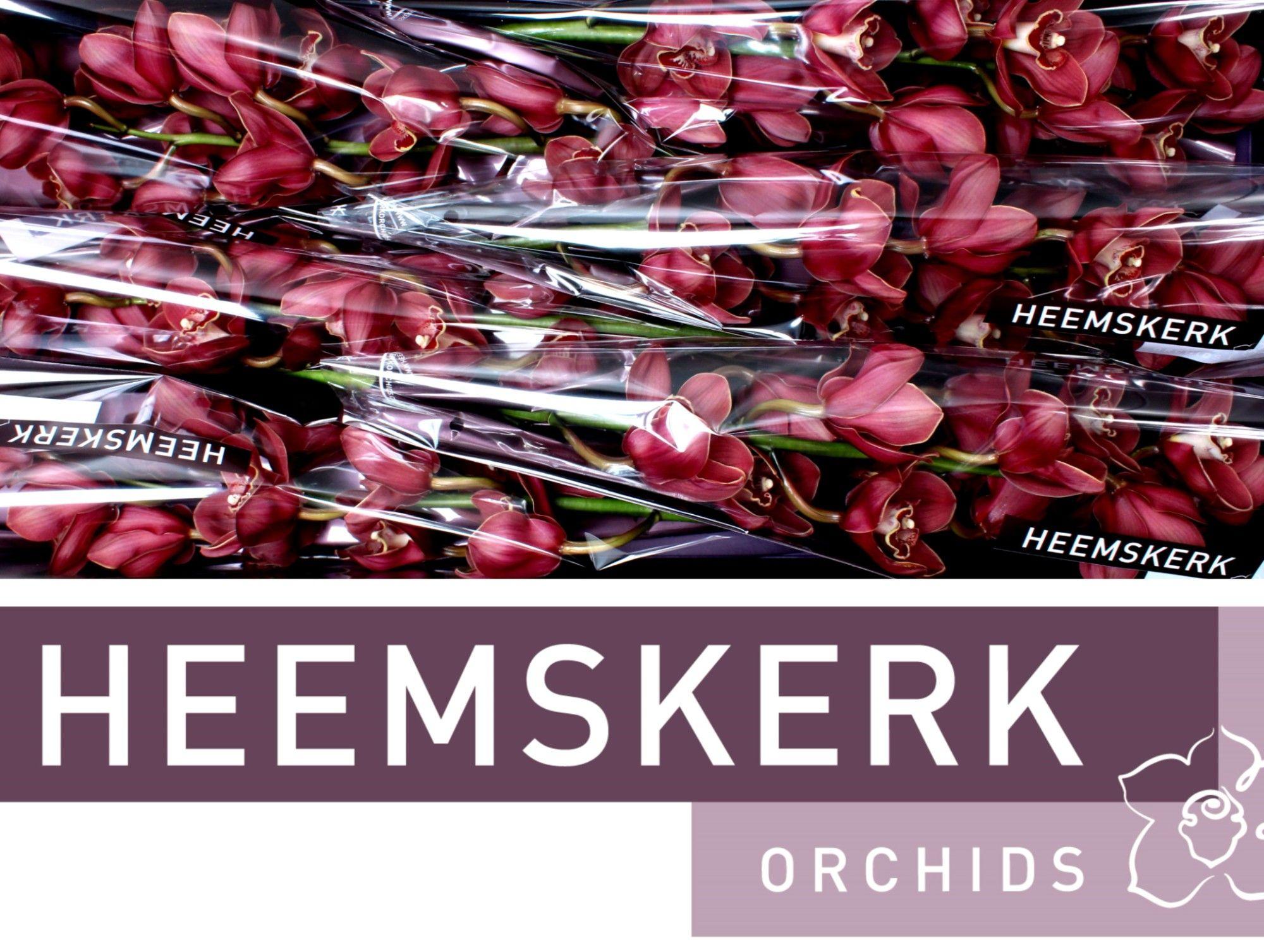 Срезанные цветы оптом Cymbidium red lucifer от 6шт из Голландии с доставкой по России