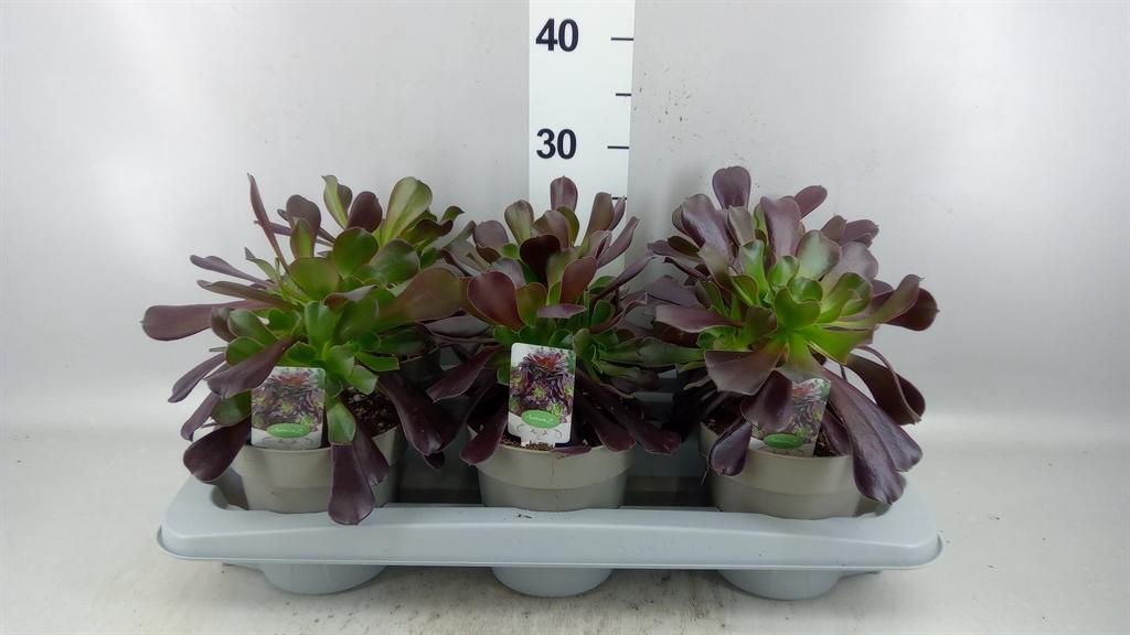 Горшечные цветы и растения оптом Aeonium Arboreum A от 6шт из Голландии с доставкой по России